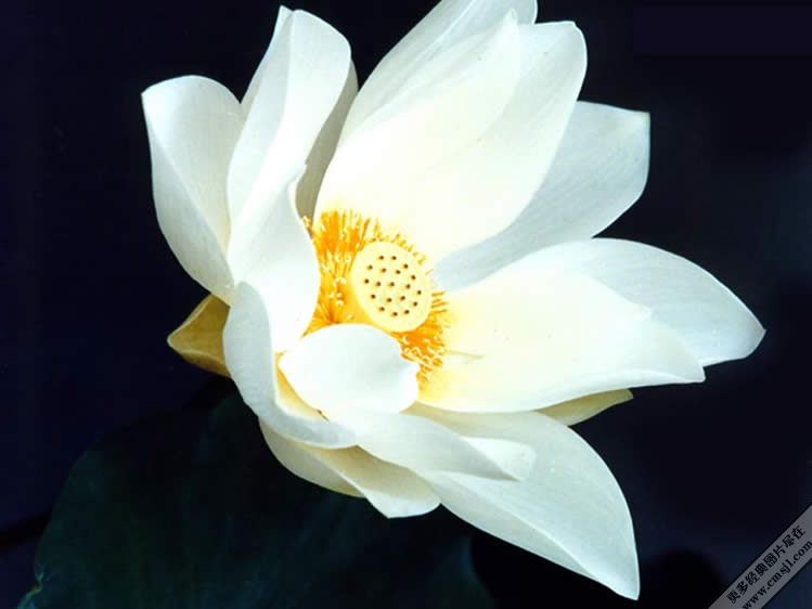 û����Ҷ����Ҳ�����Ļ�