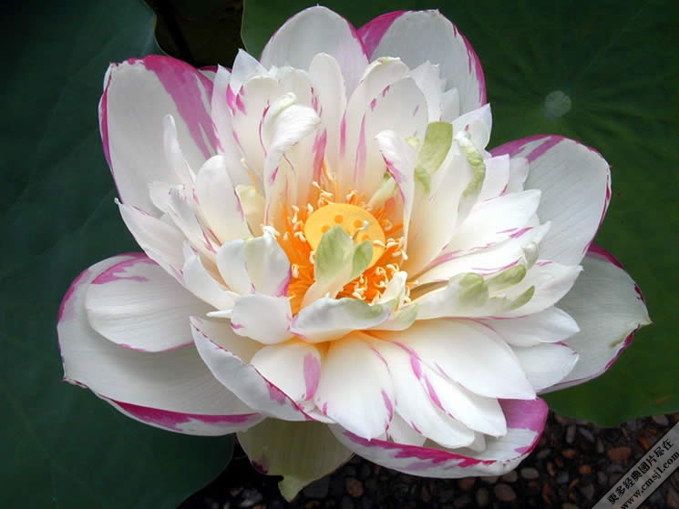 û����Ҷ����Ҳ�����Ļ�