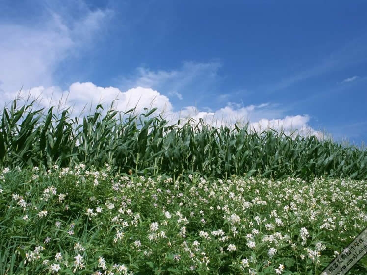 ������ֽ