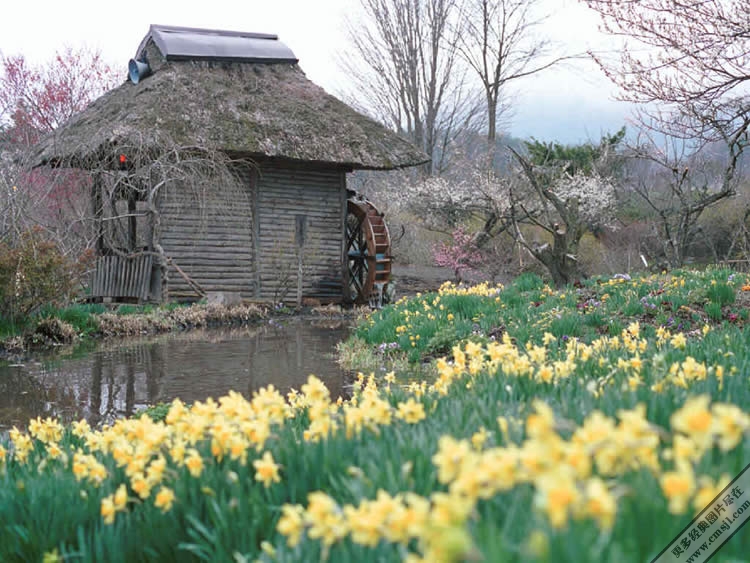 ������ֽ