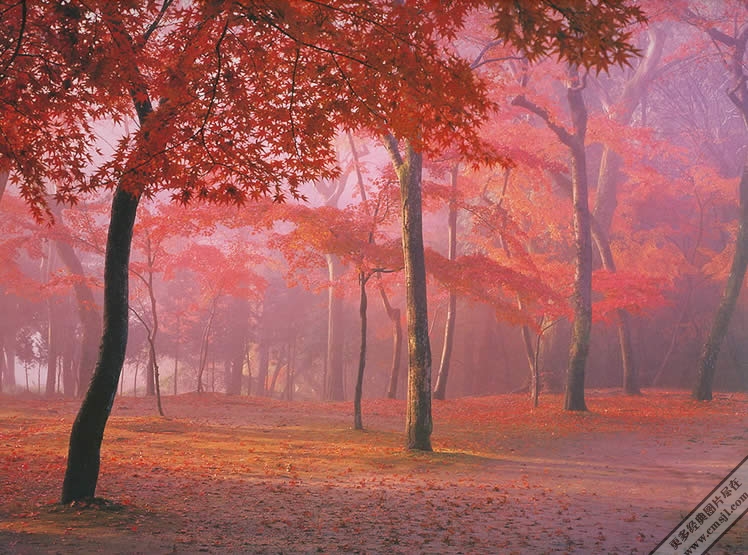 ������ֽ