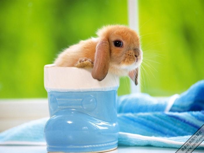 �������ӿɰ���ֽ