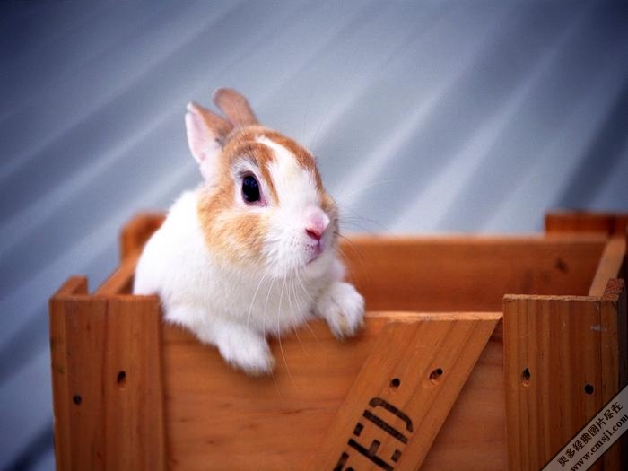 �������ӿɰ���ֽ