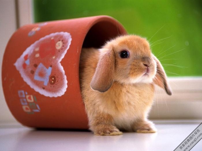 �������ӿɰ���ֽ