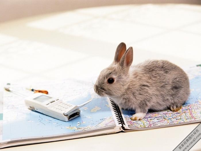 �������ӿɰ���ֽ