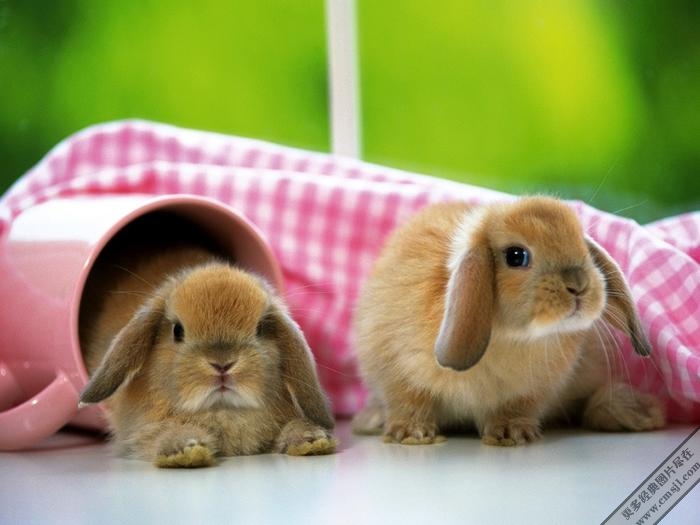 �������ӿɰ���ֽ