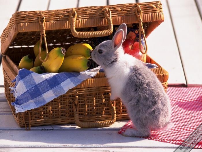 �������ӿɰ���ֽ