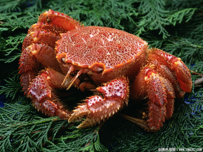 ���ʲ���