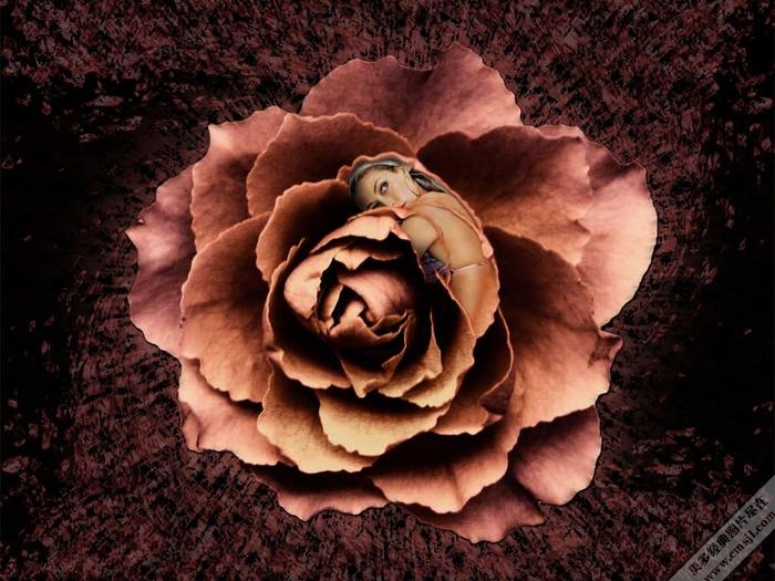 ���������ֽ