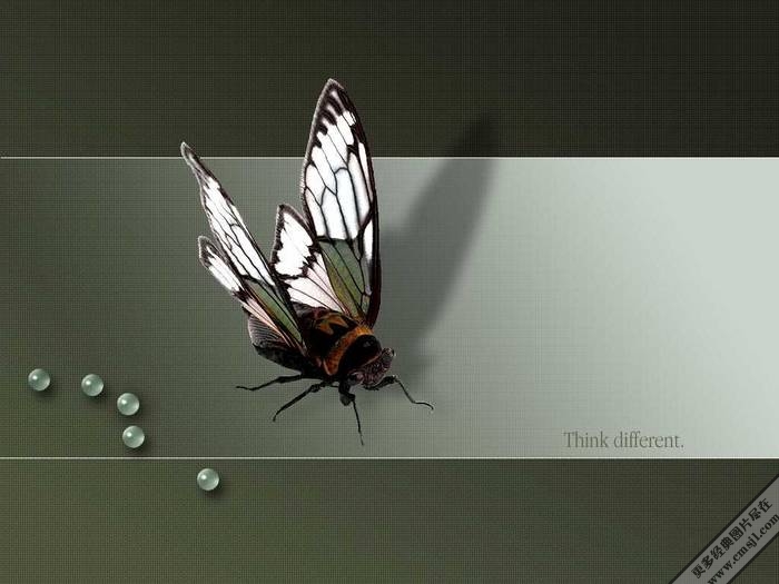 ������������ֽ