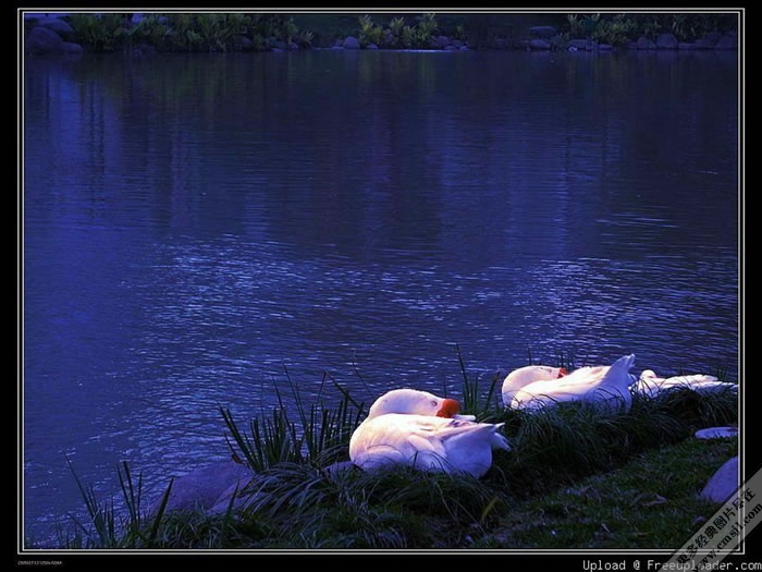 ��ɫ����