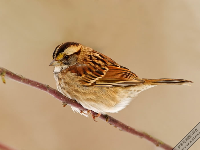 Ư�������