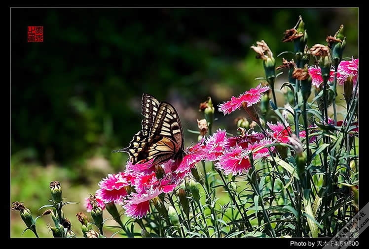 ������Ӱ��ֽ