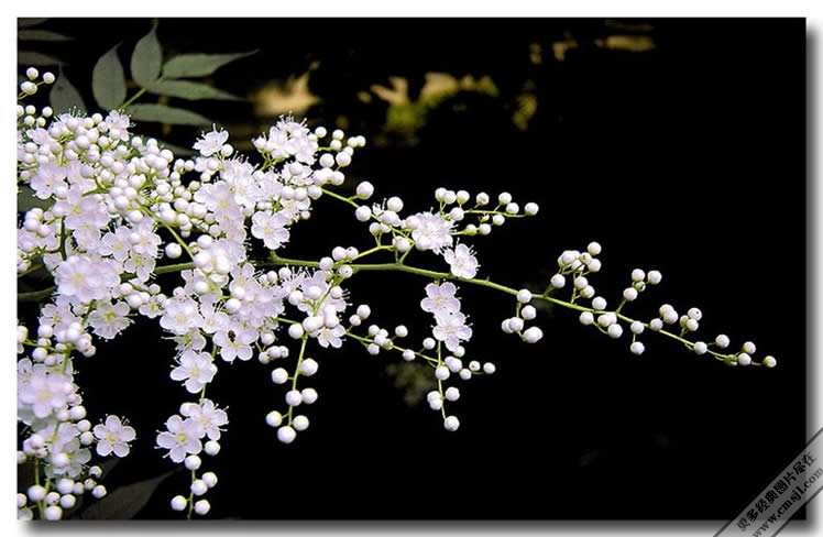 ������Ӱ��ֽ