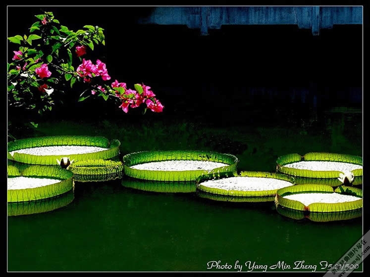 ������Ӱ��ֽ