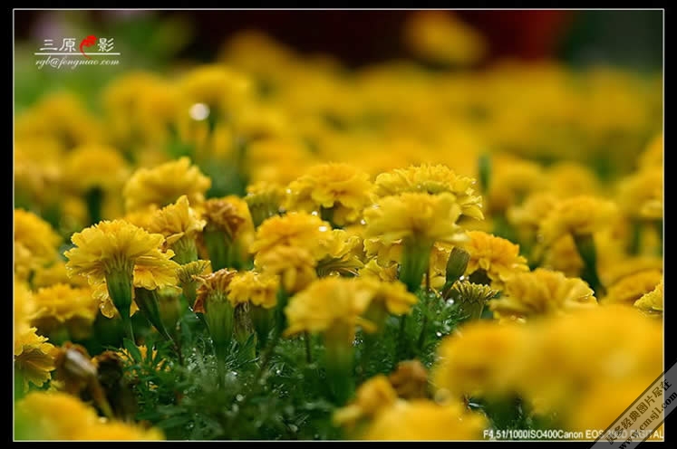 ������Ӱ��ֽ