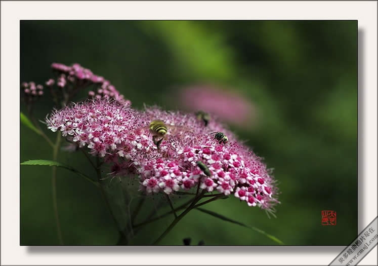 ������Ӱ��ֽ