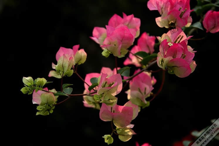 ������Ӱ��ֽ