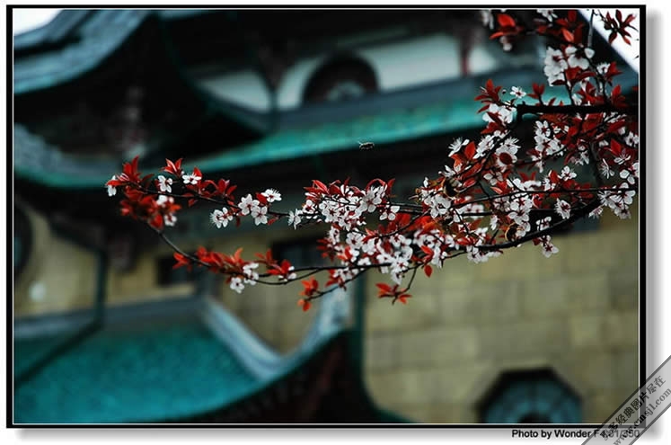 ������Ӱ��ֽ