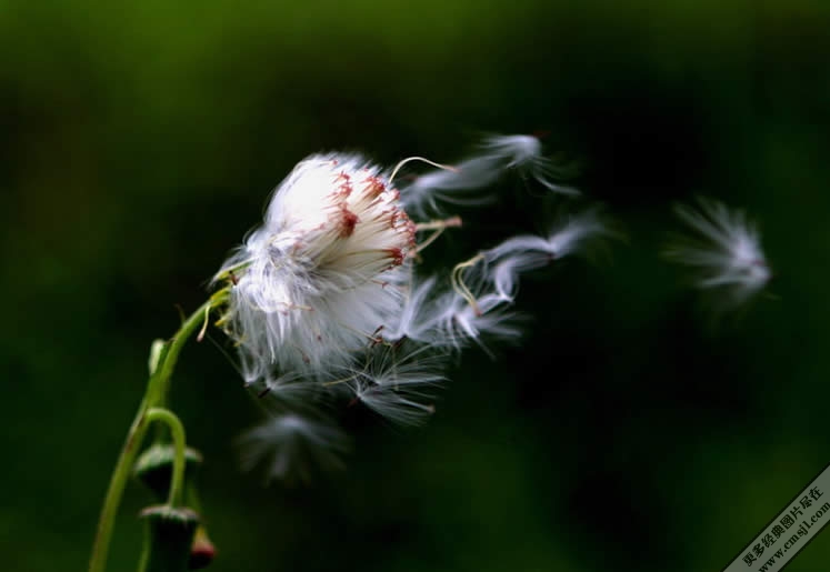 ������Ӱ��ֽ