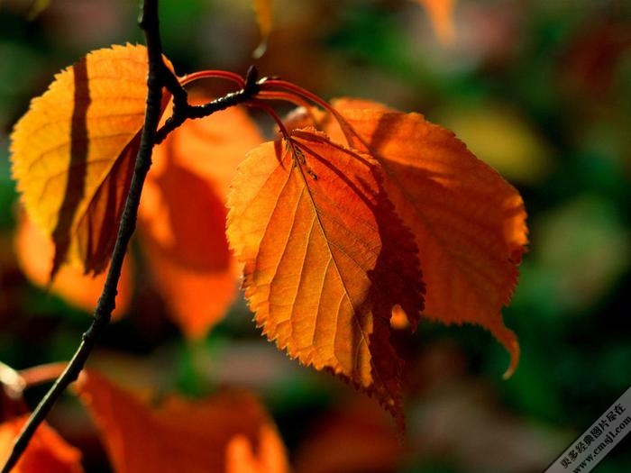 ��Ȼ�羰��ֽ