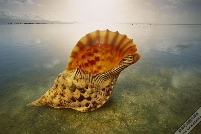 ����Ѥ���ĺ�̲