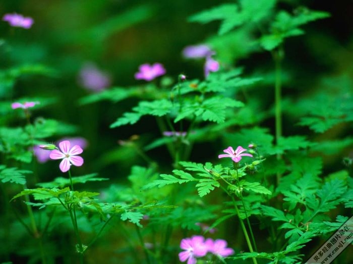 ���ҵ���vista��ֽ