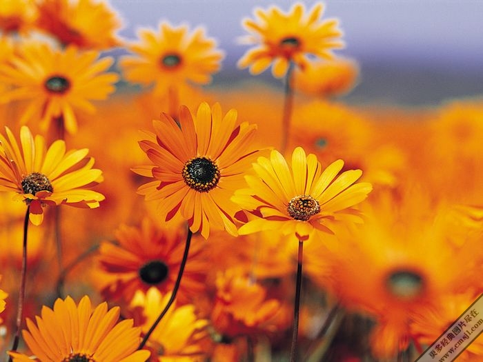 ���ҵ���vista��ֽ