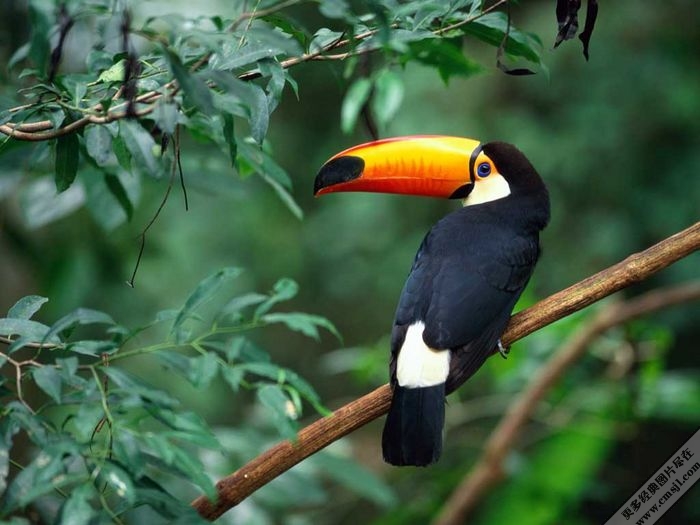 ���ҵ���vista��ֽ