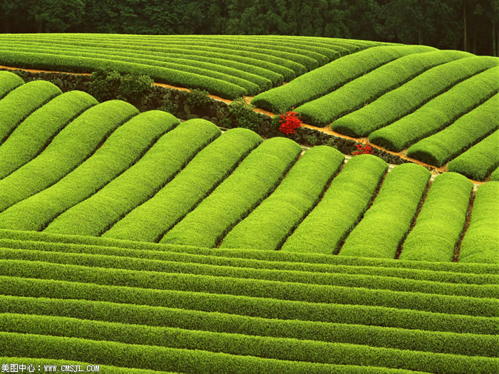 ��������Ұ