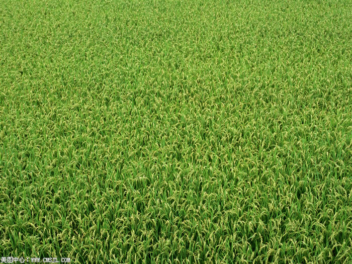 ��������Ұ