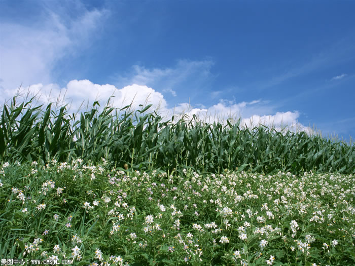 ��������Ұ