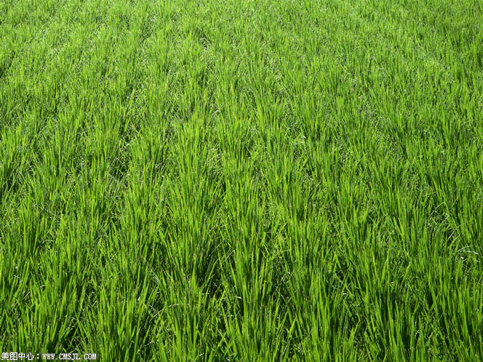 ��������Ұ