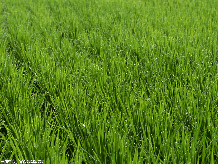 ��������Ұ