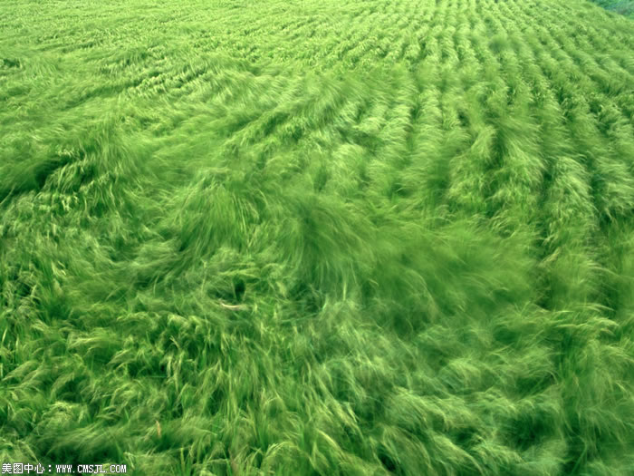 ��������Ұ