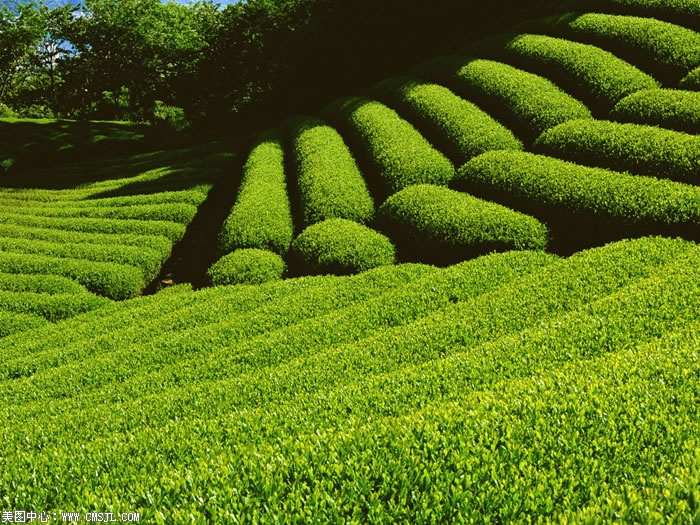 ��������Ұ