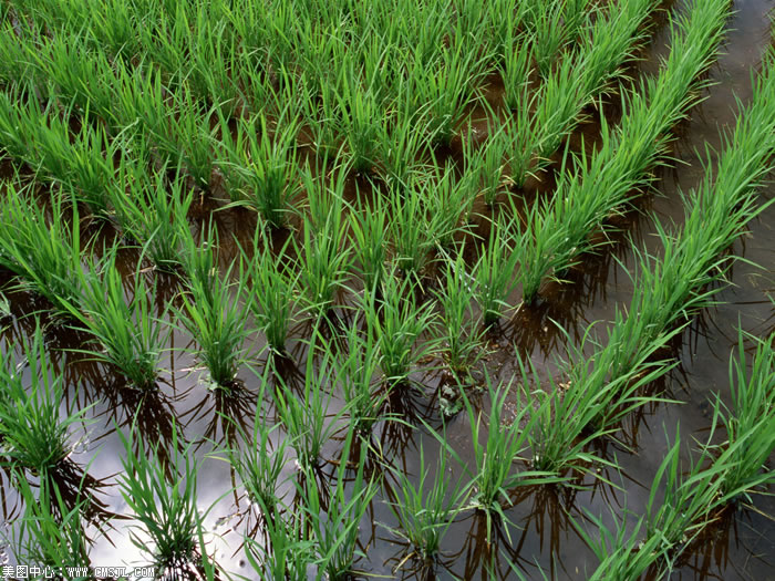 ��������Ұ