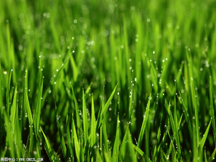 ��������Ұ