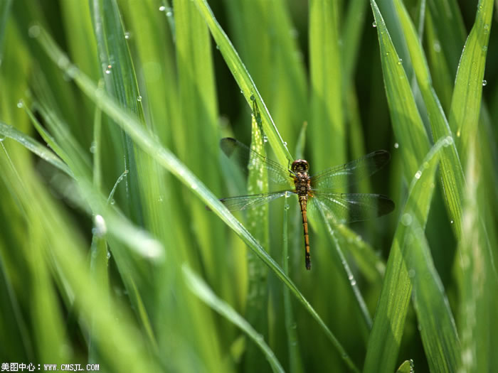 ��������Ұ