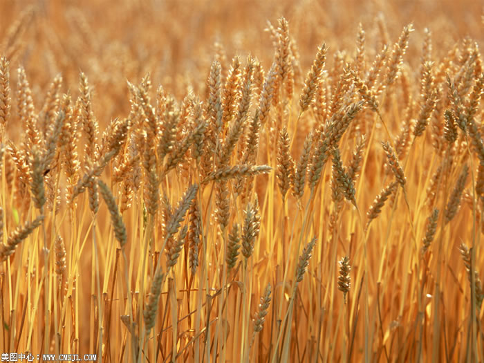 ��������Ұ