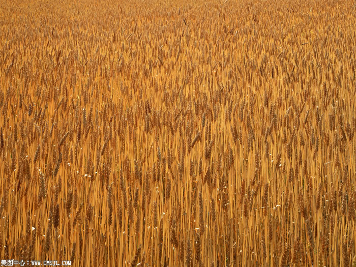 ��������Ұ