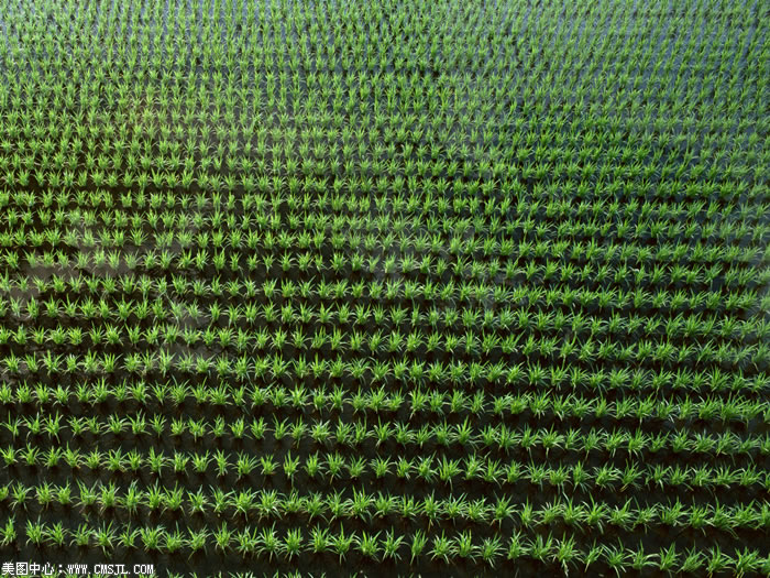 ��������Ұ