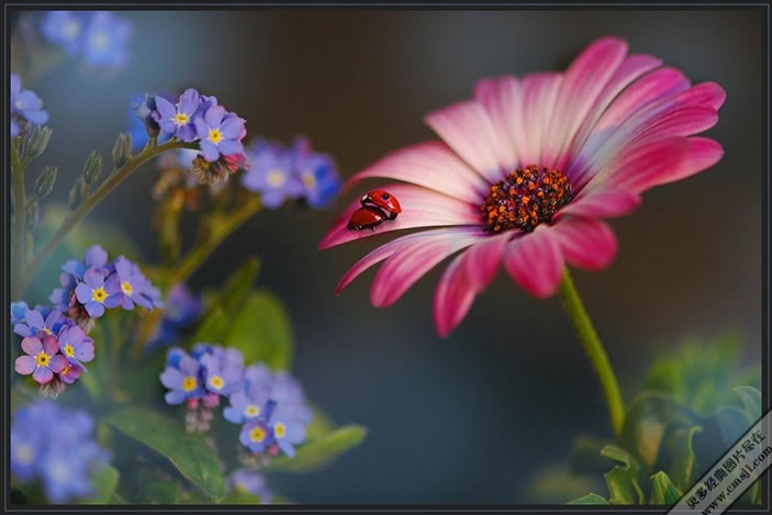 �����ľ�ɫ