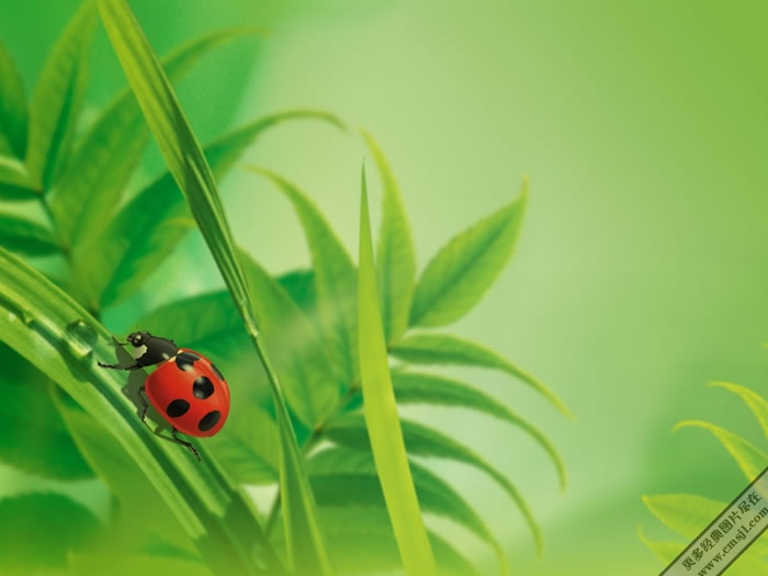 ��ɫ����