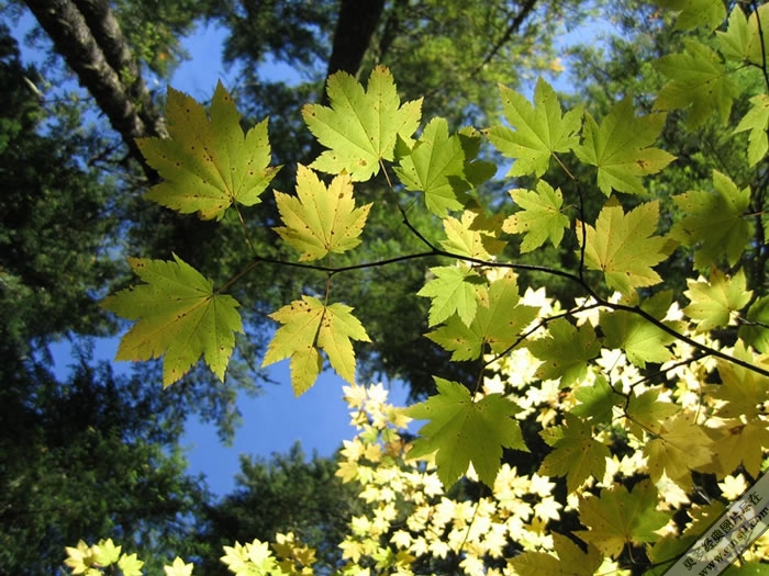 ��ɫ����