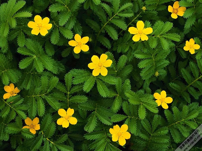 ��ɫ����