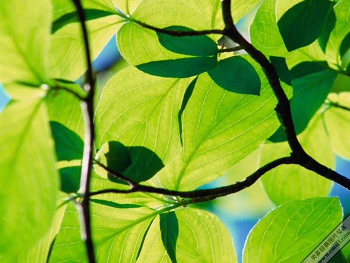 ��ɫ����