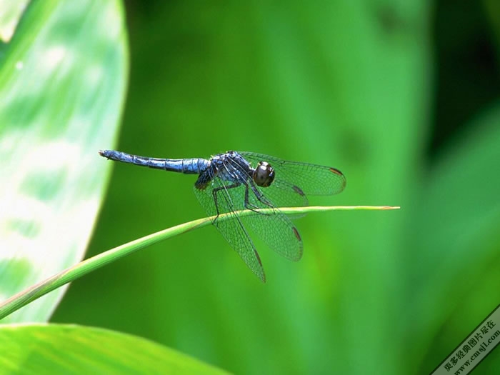 ��ɫ����