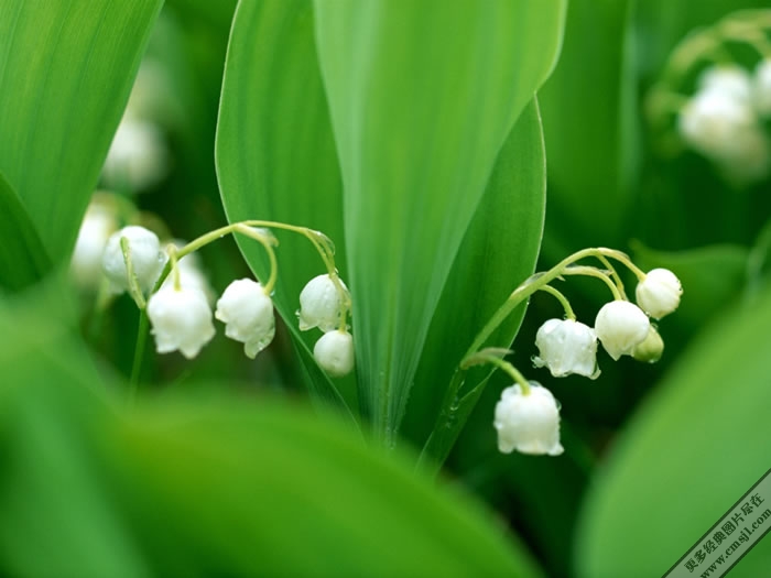 ��ɫ����